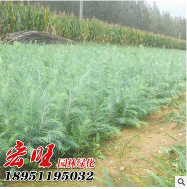 耐寒常青園林綠化樹(shù)苗雪松苗 雪松綠化苗工程苗基地