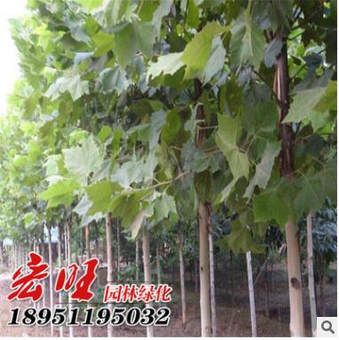 產(chǎn)地批發(fā)優(yōu)質(zhì)法桐樹(shù)苗 工程綠化苗木法桐 法桐小苗