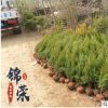 長(zhǎng)期批發(fā)檜柏塔柏蜀檜小苗 現(xiàn)場(chǎng)供應(yīng)各種規(guī)格綠化工程苗木易成活