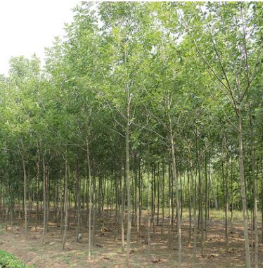 苗圃直銷白蠟樹苗 速生白蠟苗 對節白臘小苗批發綠化工程庭院樹苗