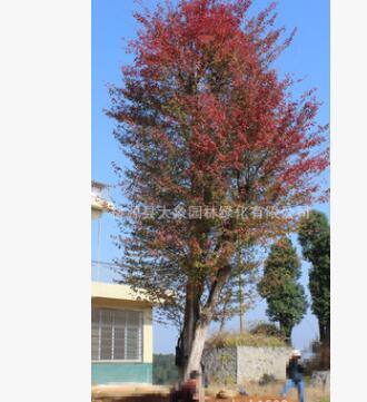 園林綠化工程苗木 優質三角楓 移栽 野生苗木