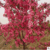 基地直銷北美海棠系列 絢麗海棠 海棠苗 園林綠化苗木 規格齊全
