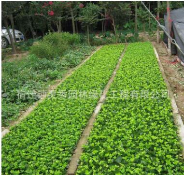 基地批發大葉黃楊苗 小葉黃楊球 種類齊全 高桿大葉黃楊工程苗