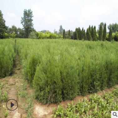 四季庭院工程綠化盆栽 灑金柏苗 扁柏側柏黃頭柏灌木樹 易成