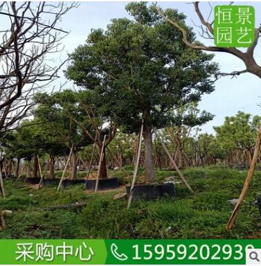 香樟全冠25-28公分行道樹假植 截桿香樟多頭多桿 骨架香樟移植