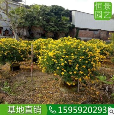 雙莢槐球高度1米 基地直銷開黃花雙莢槐球 造型好看的造景雙莢槐