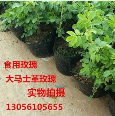 批發玫瑰花苗 玫瑰小苗 大馬士革食用玫瑰花苗 食用玫瑰花苗