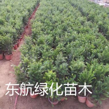 基地直銷 曼地亞紅豆杉苗木 抗癌盆景 美化空間 辦公植物