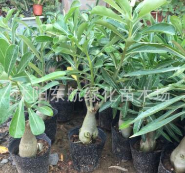 批發微型盆景 辦公桌盆栽 沙漠玫瑰盆景