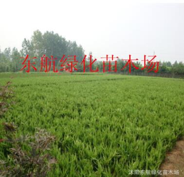 供應龍柏 嫁接龍柏苗 色塊專用龍柏 塔柏樹苗 40--50高