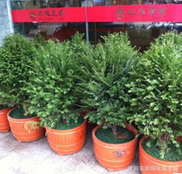 苗圃批發 紅豆杉苗 抗癌花木 南方紅豆杉樹苗 紅豆杉樹