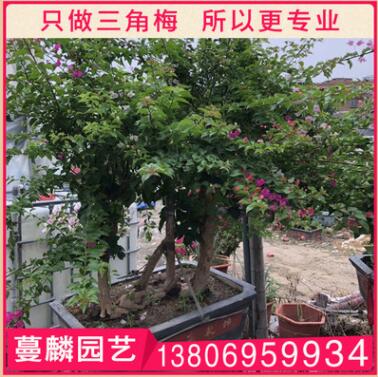 黃色三角梅盆栽 三角梅綠化工程 庭院室內綠化觀花植物