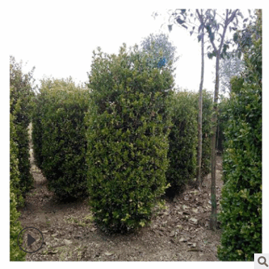 大量供應各種綠化苗木 瓜子黃楊柱 優質瓜子黃楊柱小苗 基地直銷