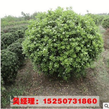 供應工程綠化海桐球樹苗規格齊全 山東工程綠化苗 海桐苗貨源足