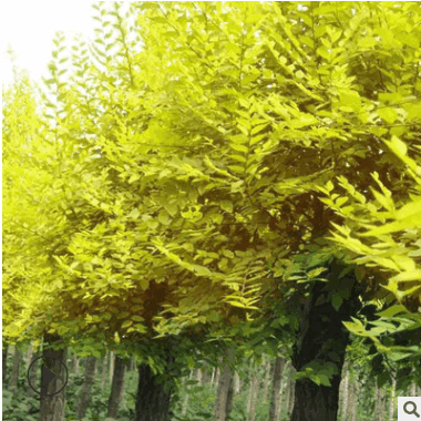 基地供應金葉榆 金葉垂榆 高嫁接 矮嫁接 金葉垂榆小苗 規格齊全