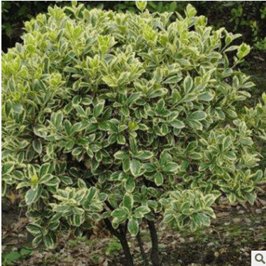 金邊黃楊球批發工程綠化苗木 行道綠籬大葉黃楊球樹苗 品種齊全