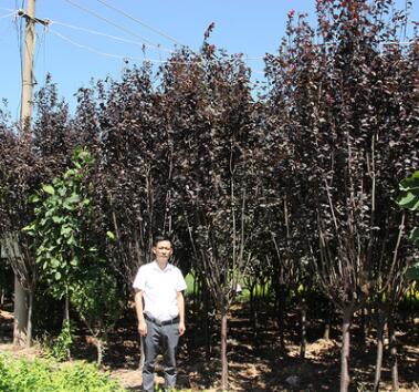 基地批發(fā)紫葉李 工程綠化苗木 紅葉李 紫葉稠李