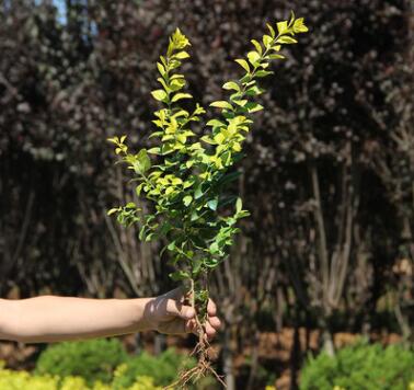 批發金葉女貞樹 庭院綠化小區園林綠化樹 四季常青庭院植物