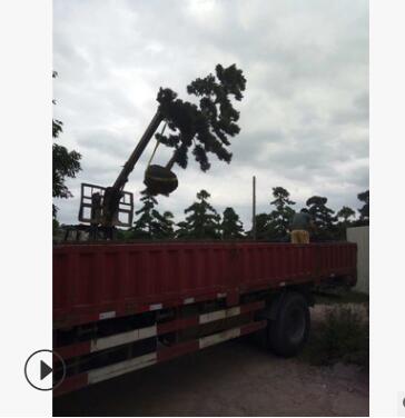 自產(chǎn)自銷羅漢松造型美觀