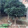 批發(fā)精品嫁接青島即墨嶗山桂花 種類齊全 成活率高