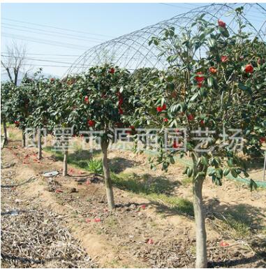 供應(yīng)庭院觀花耐冬 茶花耐冬小苗 園林綠化耐冬小苗