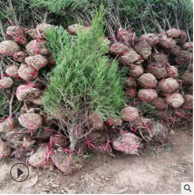 黑松油松規(guī)格齊全外形漂亮可觀賞性高松樹綠化工程樹貨源充足松樹