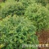 湖南特色綠化小苗 金邊黃楊 金邊四季青 火棘 火棘球