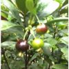福建水果樹批發(fā) 廣東櫻桃樹基地 云南芭樂樹價(jià)格
