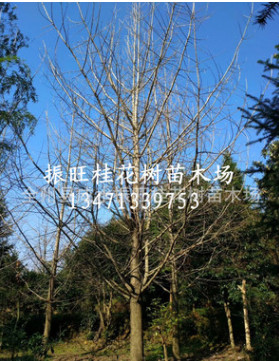 供應18-30公分銀杏 大銀杏樹 觀賞樹 風景樹 實生銀杏