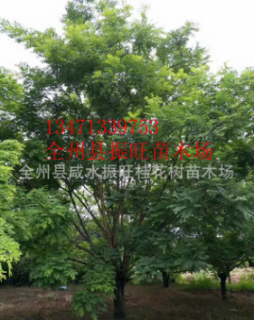 專業供應優質國槐樹15公分至40公分直徑【重點推薦】 國槐樹小苗