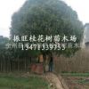 廣西桂林直銷桂花樹(shù) 大 庭陰樹(shù) 優(yōu)質(zhì)精品桂花樹(shù) 品種齊全