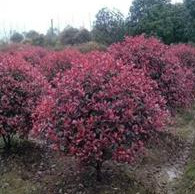 紅葉石楠小苗價格，河南省內紅葉石楠價格，潢川紅葉石楠球價格