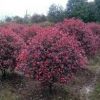 紅葉石楠小苗價格，河南省內紅葉石楠價格，潢川紅葉石楠球價格
