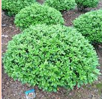 海桐苗供應園林綠化用途 河南省海桐球價格 潢川海桐精球價格