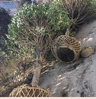 桂花樹供應，河南省桂花球價格，潢川金桂價格十公分粗桂花求購