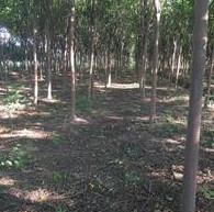 湖北供應10—20公分欒樹