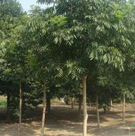 湖北供應10—14公分無患子