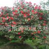 基地生產(chǎn) 盆栽茶花 茶花苗庭院茶花 樹形優(yōu)美 歡迎選購