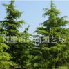 基地批發(fā) 雪松 四季長青綠化 庭院工程綠化雪松樹 長期供應