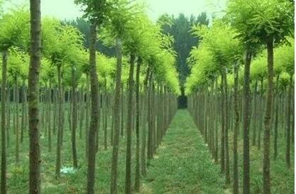 出售國槐樹\廣西國槐價格\桂林國槐樹銷售 -廣西香樟樹