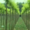 出售國(guó)槐樹(shù)\廣西國(guó)槐價(jià)格\桂林國(guó)槐樹(shù)銷售 -廣西香樟樹(shù)