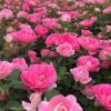 南陽地區供應盆栽粉色豐花月季