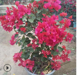 紅花三角梅盆栽 福建樹樁 庭院景觀綠植盆栽 廠家直銷