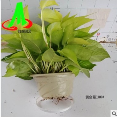 批發(fā)環(huán)保植物 綠蘿 室內(nèi)綠植盆栽 吸收甲醛 綠色植物 花卉 黃金葛