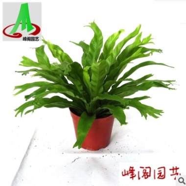 基地貨源批發(fā)室內(nèi)蕨類(lèi)觀葉植物盆栽花卉山蘇花 鹿角鳥(niǎo)巢蕨110#