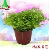 基地貨源批發微景觀搭配植物花卉盆景盆栽 金絲雀珊瑚蕨