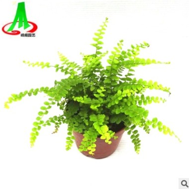 基地貨源 批發(fā) 微景觀 搭配室內(nèi)小盆栽 蕨類(lèi) 花卉植物 紐扣蕨