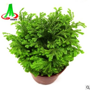 基地貨源 批發(fā) 微景觀 搭配植物 花卉 盆景盆栽 熒光珊瑚蕨