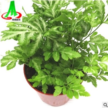 基地貨源批發(fā)微景觀搭配室內(nèi)小盆栽 蕨類(lèi)花卉植物 夏雪銀線蕨