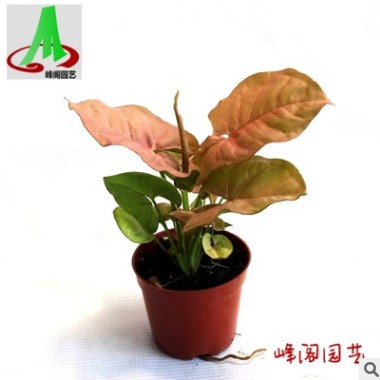 基地貨源直銷(xiāo)墻體綠化室內(nèi)花卉植物盆栽盆景合果芋 紅粉佳人90#